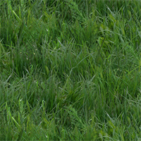 Elizabeth's Studio 250 Green Landscape Medley Grass